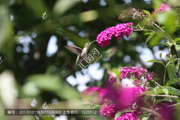 紅寶石喉蜂鳥