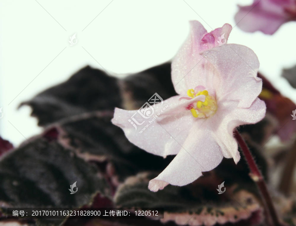非洲紫羅蘭