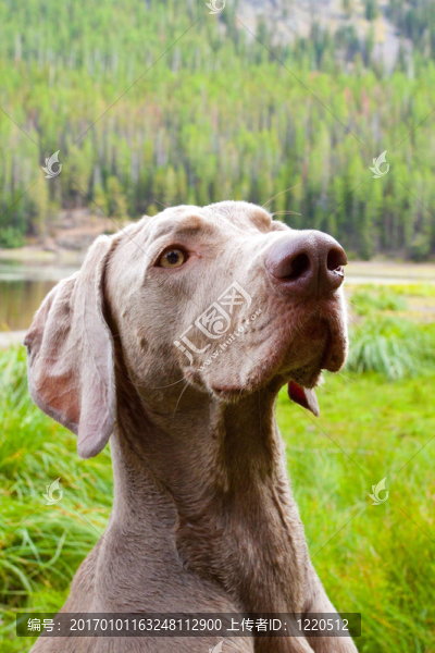 威瑪獵犬的肖像