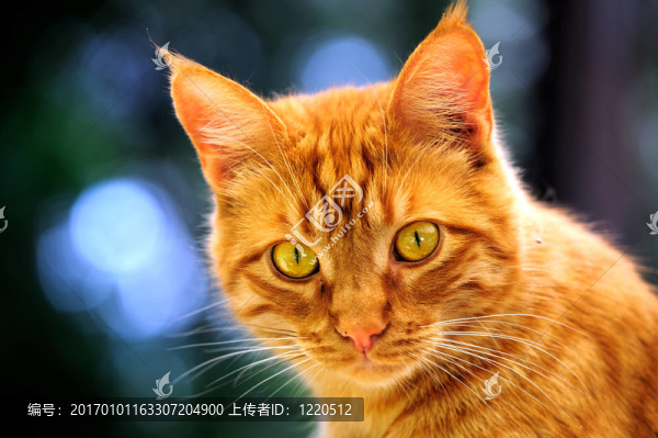 橙色的貓的畫像