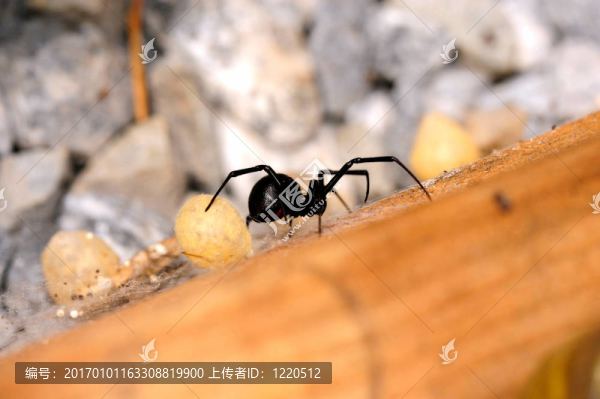 黑寡婦蜘蛛