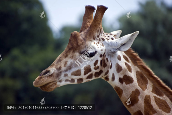 希爾德長(zhǎng)頸鹿