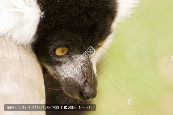 領(lǐng)狐猴在囚禁