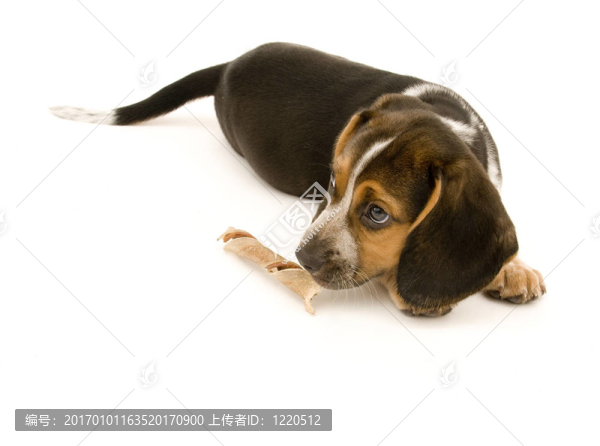 治療犬嗅