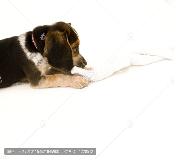 比格犬咬襪子