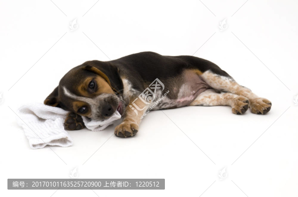 比格犬和她的襪子