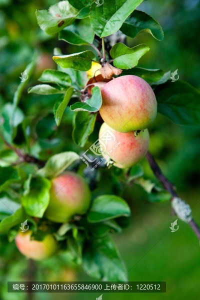 蘋果樹-匯圖網(wǎng) www.fosd68.com 蘋果樹