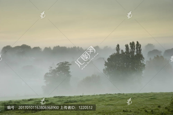 日出前有薄霧和霧的美麗的森林和田野場景