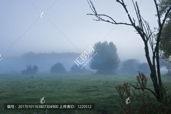美麗出眾的攪拌森林和田野日出前的霧層的場(chǎng)景