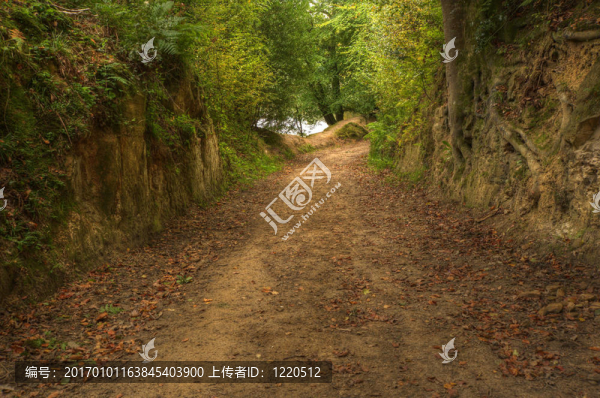 美麗的充滿活力的豐富多彩的秋天森林場(chǎng)景與精湛的細(xì)節(jié)和金色的道路，導(dǎo)致郁郁蔥蔥的樹木