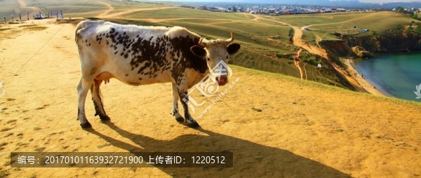 牛。貝加爾湖。奧爾洪島島。