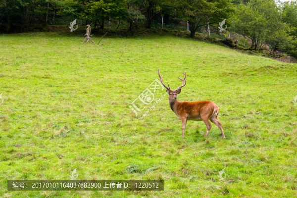 荒野中的鹿；黑森林；德國(guó)