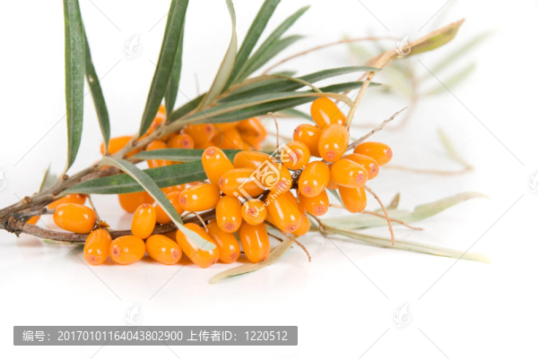 沙棘-匯圖網(wǎng) www.fosd68.com 沙棘