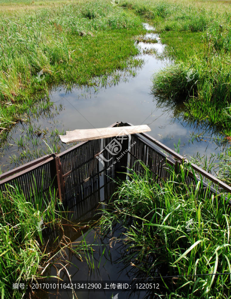 湖中青草-匯圖網(wǎng) www.fosd68.com 湖中青草