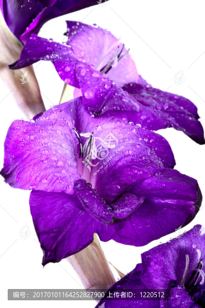 美麗的Gladiola,Flower,-完全孤立在白色背景