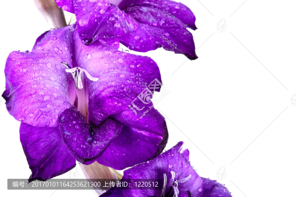 美麗的Gladiola,Flower,-完全孤立在白色背景