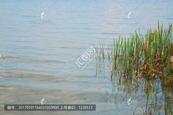 湖中青草-匯圖網(wǎng) www.fosd68.com 湖中青草