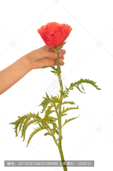 罌粟花
