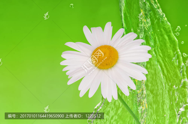 水的甘菊
