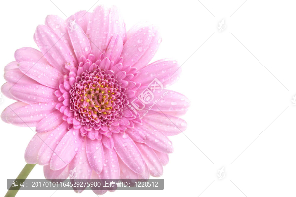 完美的粉色非洲菊；完全孤立在白色背景