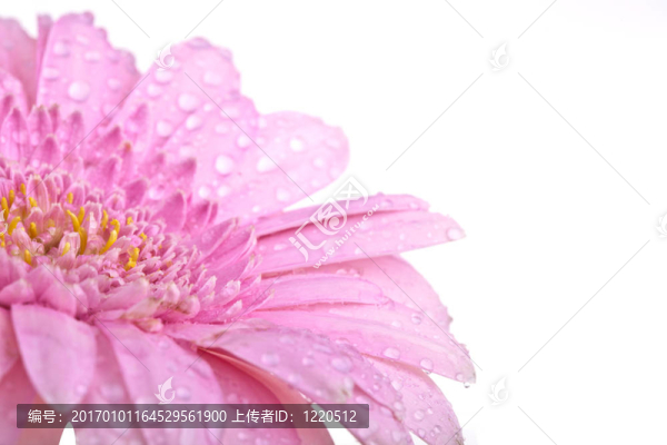 完美的粉色非洲菊；完全孤立在白色背景