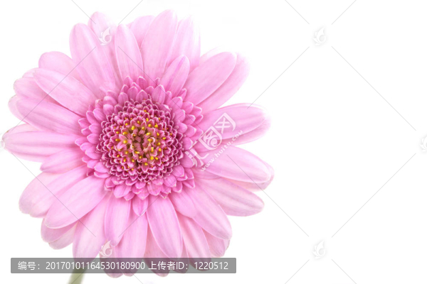 完美的粉色非洲菊；完全孤立在白色背景