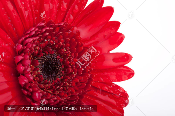 完美的紅太陽；完全孤立在白色背景