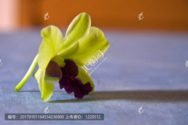 蘭花-匯圖網(wǎng) www.fosd68.com 蘭花