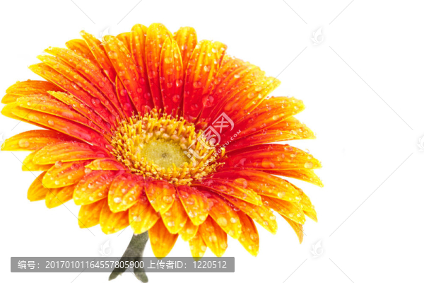 完美的橙色非洲菊；完全孤立在白色背景