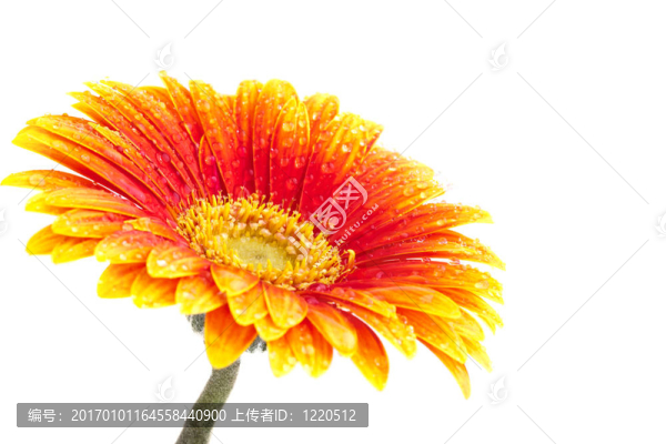 完美的橙色非洲菊；完全孤立在白色背景