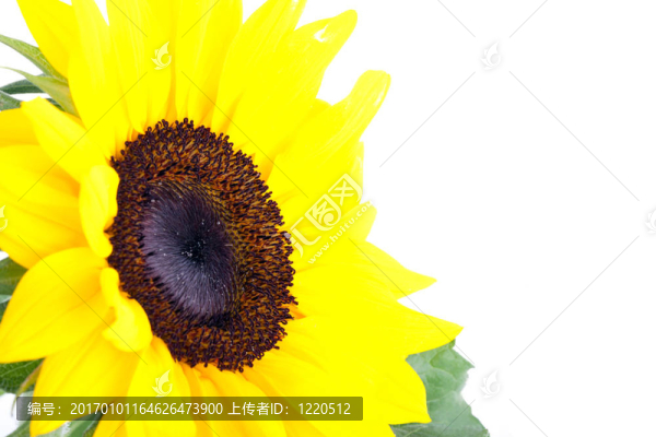 完美向日葵；白色背景完全隔離