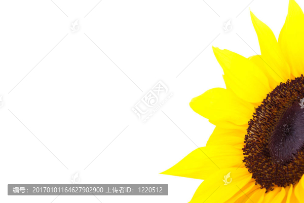 完美向日葵；白色背景完全隔離