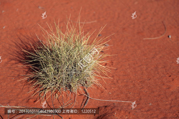 澳大利亞甜點(diǎn)