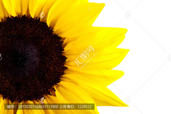 完美向日葵；白色背景完全隔離