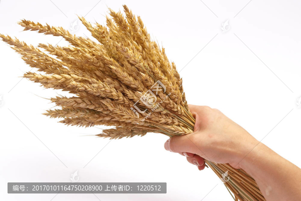 握麥穗