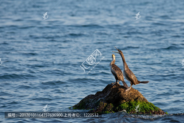 鴨子在度假-匯圖網(wǎng) www.fosd68.com 鴨子在度假