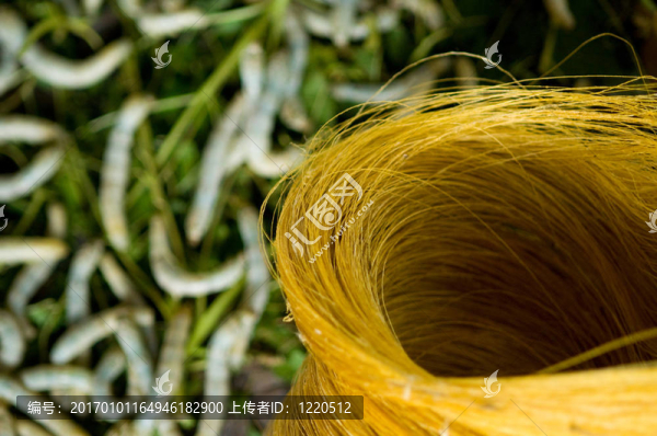 原；背景中的未經(jīng)處理的絲蠶