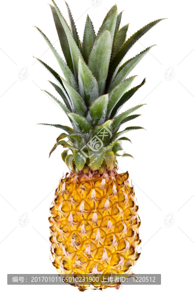 菠蘿