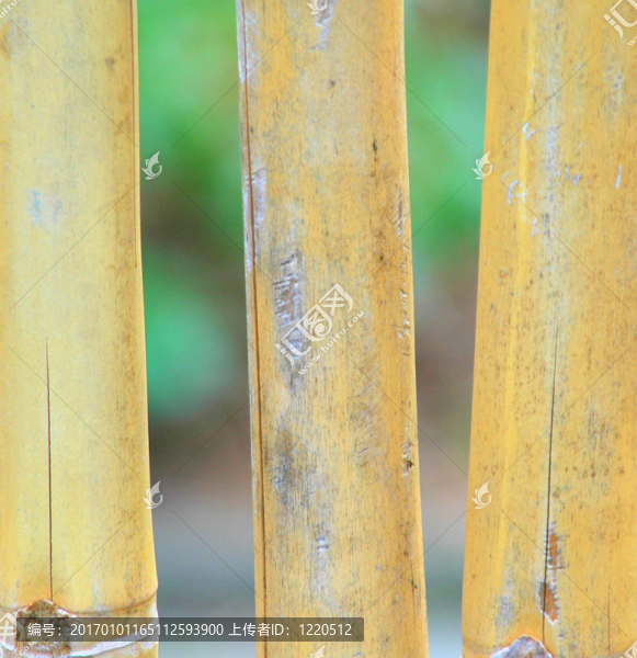 竹竿-匯圖網(wǎng) www.fosd68.com 竹竿