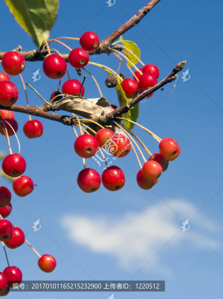 紅蟹蘋果和藍天