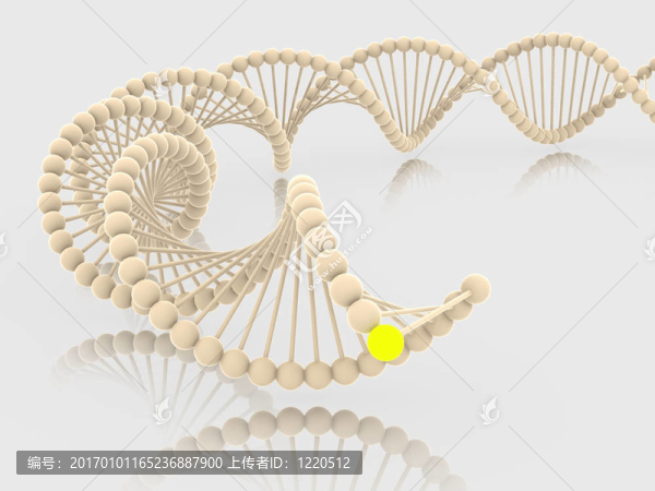 基因在DNA