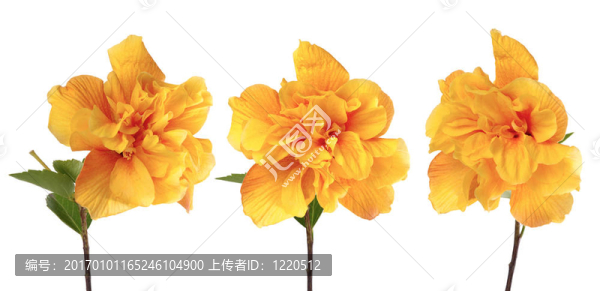 黃色的芙蓉花
