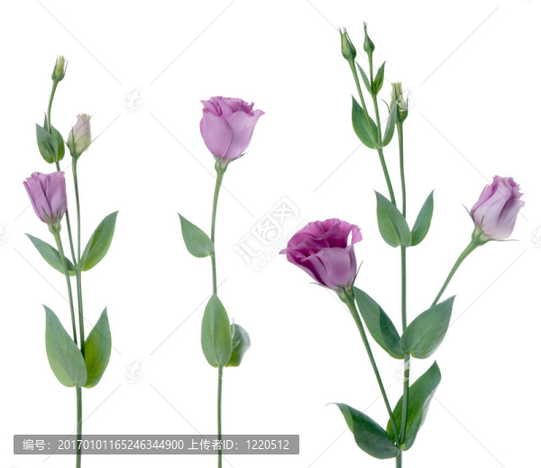 美麗的紫羅蘭花