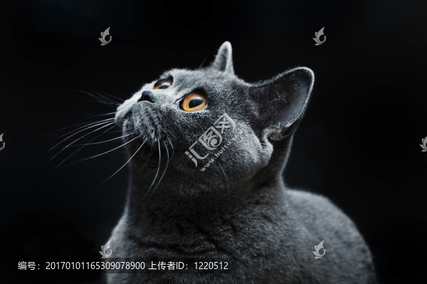 貓暗黃色的眼睛鼻子