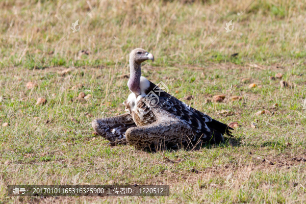 魯佩爾的兀鷲坐在Masai,Mara