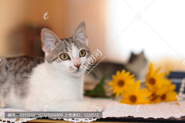 貓；鏡子和花
