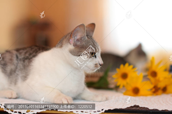 貓；花和鏡子