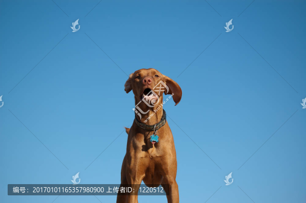 匈牙利維茲拉犬犬的畫像與藍(lán)色的天空