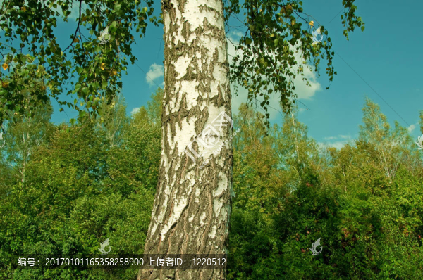 樺樹(shù)的樹(shù)干