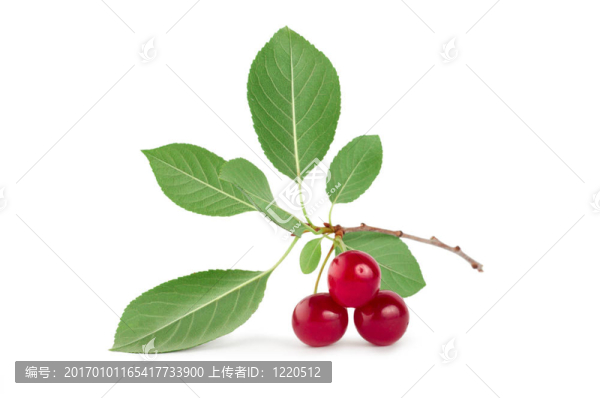 三顆成熟櫻桃